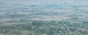 Lettore segnala: “Da mezzogiorno strane bollicine riempiono il mare di Caulonia” – video item-thumbnail