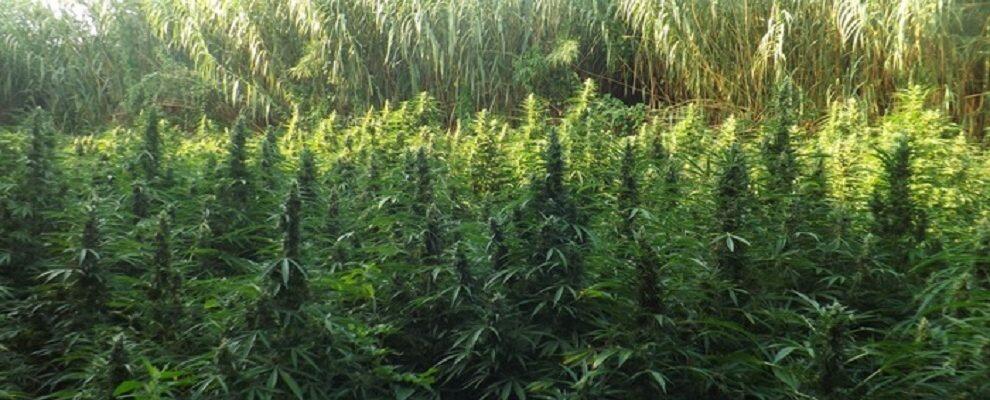 Scoperte 7 mila piante di marijuana nella Locride