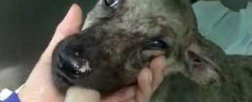 Cucciolo gettato in un fosso, soccorso da tre ragazzi: condizioni critiche