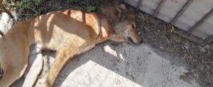 Caulonia: spaccano il cranio a un cane, forse per gioco item-thumbnail