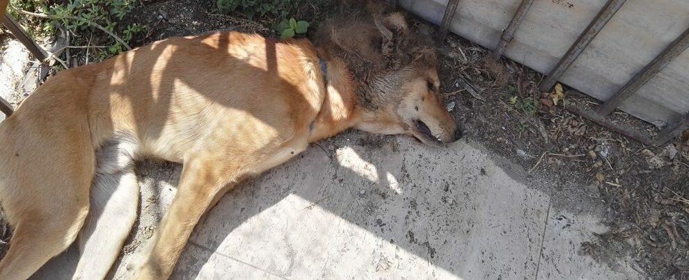 Caulonia: spaccano il cranio a un cane, forse per gioco