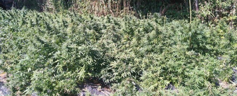Scoperta piantagione di marijuana nella Piana di Gioia Tauro, due arresti