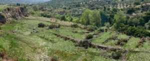 Scoperto un antico insediamento in Calabria, forse parte del Vivarium di Cassiodoro item-thumbnail