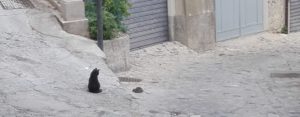 A Caulonia i topi attaccano i gatti! – video item-thumbnail