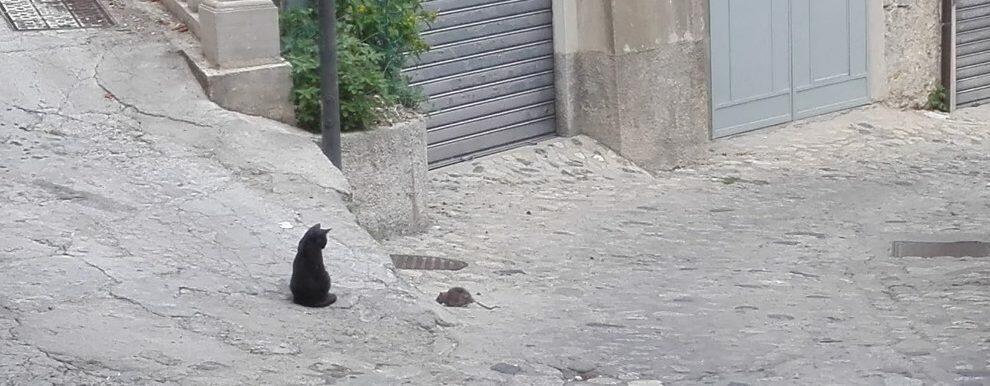 A Caulonia i topi attaccano i gatti! – video