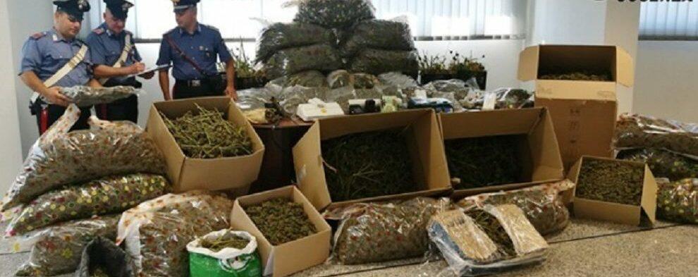 Sorpreso in casa con due quintali di marijuana, arrestato