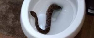 Panico in Calabria: trovano un serpente nel water e chiamano aiuto item-thumbnail