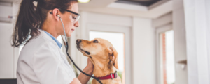 I veterinari svelano cosa fanno gli animali negli ultimi istanti di vita (e qual è l’errore che i padroni commettono sempre) item-thumbnail