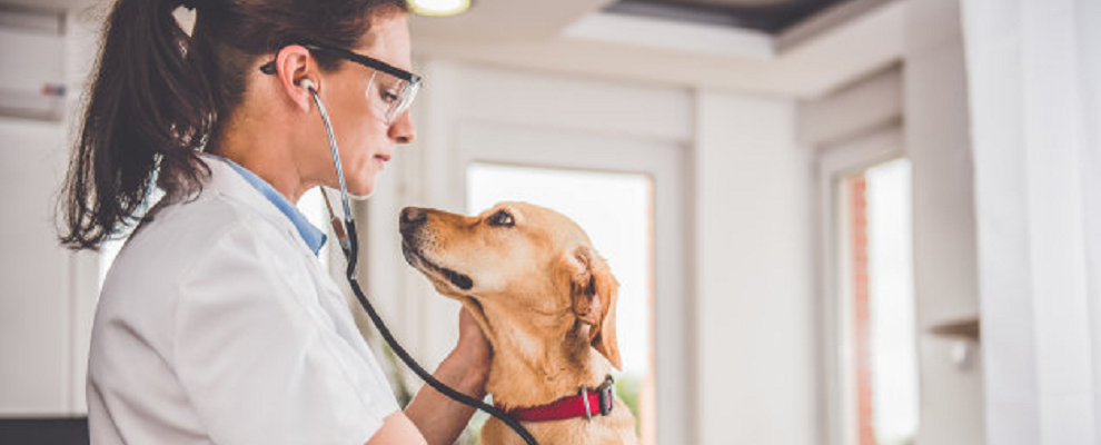 I veterinari svelano cosa fanno gli animali negli ultimi istanti di vita (e qual è l’errore che i padroni commettono sempre)