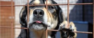 Dissequestrato e riconsegnato ai legittimi proprietari il canile di Campo Calabro item-thumbnail