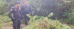 Arrestati perché sorpresi a curare una piantagione di canapa indiana item-thumbnail