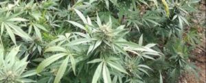Rinvenuta una piantagione di marijuana nel reggino item-thumbnail