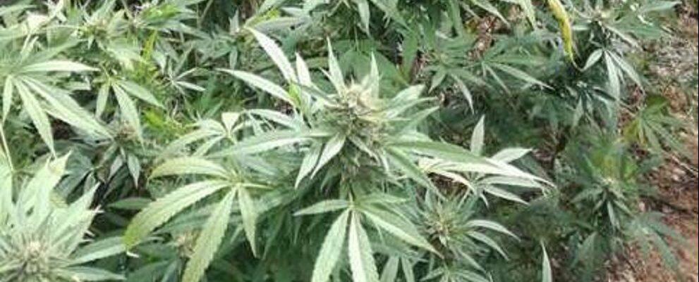 Rinvenuta una piantagione di marijuana nel reggino