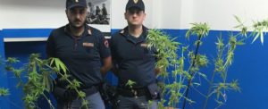 Lo arrestano per furto e a casa trovano anche droga item-thumbnail