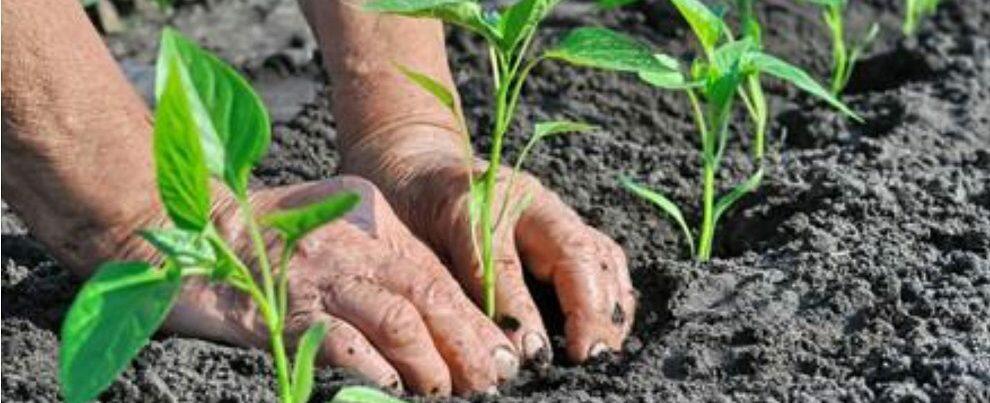 Caulonia, al via il corso di Imprenditore Agricolo Professionale