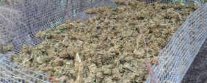 Canolo, scoperte oltre 1300 piante di cannabis item-thumbnail