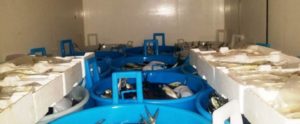 Fermato uomo di Marina di Gioiosa Ionica alla guida di un furgone con oltre 700kg di prodotto ittico item-thumbnail