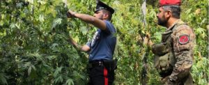 Sorpreso dai carabinieri intento a curare una piantagione di canapa item-thumbnail