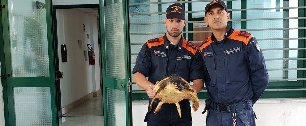 Roccella Jonica, diportisti salvano una tartaruga marina in difficoltà