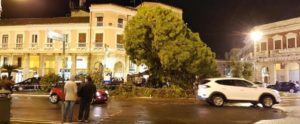Maltempo in Calabria: cade il vecchio pino simbolo della città, paura per i passanti item-thumbnail