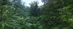 Taurianova, scoperta piantagione di marijuana item-thumbnail