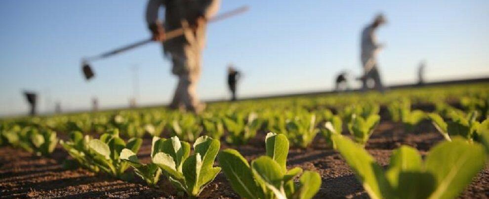 Danni all’agricoltura 2015/2017, procede l’iter per la richiesta dei contributi