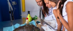 Oliverio: “Il Centro Recupero Tartarughe Marine non chiuderà” item-thumbnail