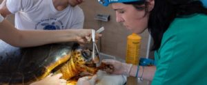 Chiude il Centro Recupero Tartarughe Marine di Brancaleone, il Comune chiede lo sgombero dei locali item-thumbnail