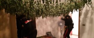Sorpresi con 4000 piantine di canapa indiana in casa, 3 arresti a San Ferdinando item-thumbnail