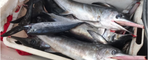 La Guardia Costiera di Roccella sequestra pesce spada sottomisura item-thumbnail