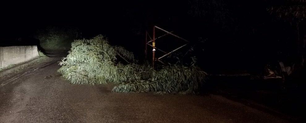 Caulonia, cadono rami in strada a causa del maltempo