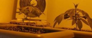 Soccorrono anziano e arrestano il figlio dopo aver trovato droga in casa item-thumbnail