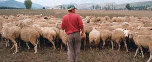 Rapinato un pastore mentre era intento a pascolare il gregge: è caccia al rapinatore item-thumbnail