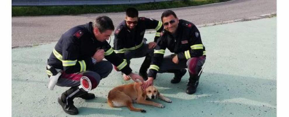 Cane investito sulla S.S. 106, la Polizia Stradale lo salva da morte certa