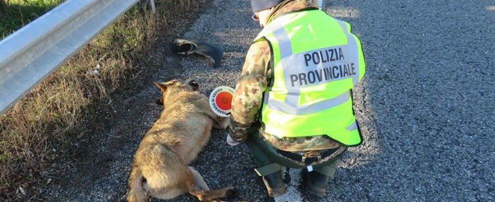 Lupo investito sulle strade della Sila