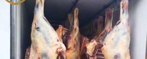Fermati con 29 quintali di carne equina priva di tracciabilità, tre denunce per macellazione clandestina item-thumbnail