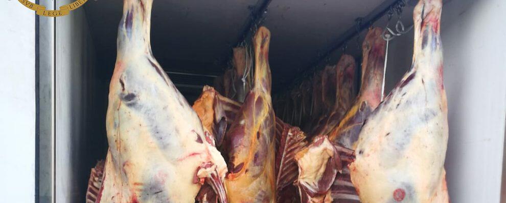 Fermati con 29 quintali di carne equina priva di tracciabilità, tre denunce per macellazione clandestina