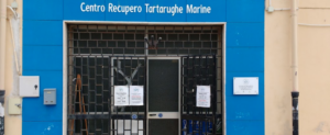Il Centro di Recupero delle tartarughe di Brancaleone vivrà item-thumbnail