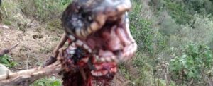 Foto del giorno: cacciatori di serpenti a Placanica item-thumbnail
