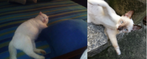Roccella Ionica, smarriti due gatti: l’appello di una lettrice item-thumbnail
