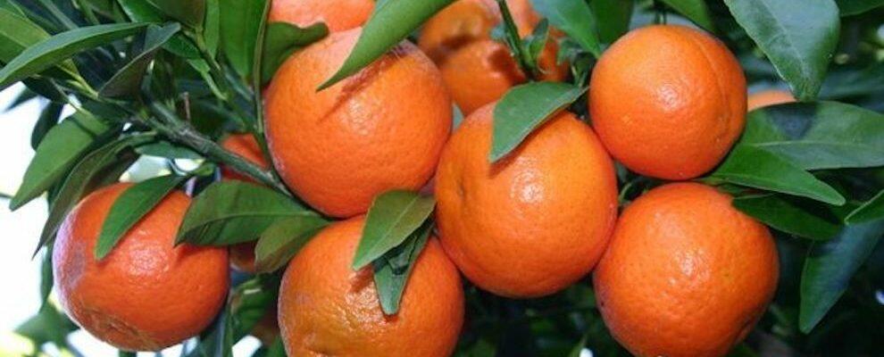 La cura contro influenza e malattie invernali? Le clementine di Calabria