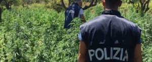 Due pregiudicati in manette per produzione di stupefacenti item-thumbnail