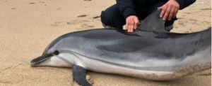 Soccorso un delfino nel vibonese, morto nonostante le cure item-thumbnail