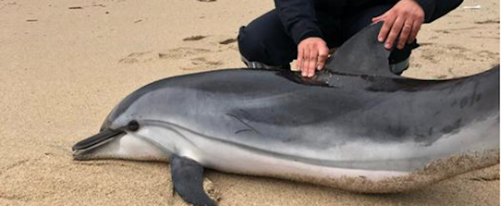 Soccorso un delfino nel vibonese, morto nonostante le cure
