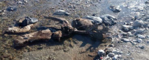 Ancora presenti le carcasse di animali lungo la fiumara Allaro item-thumbnail