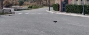 Per Giorgia Meloni la droga è colpa della sinistra, ma intanto hanno beccato uno dei suoi a pippare… item-thumbnail