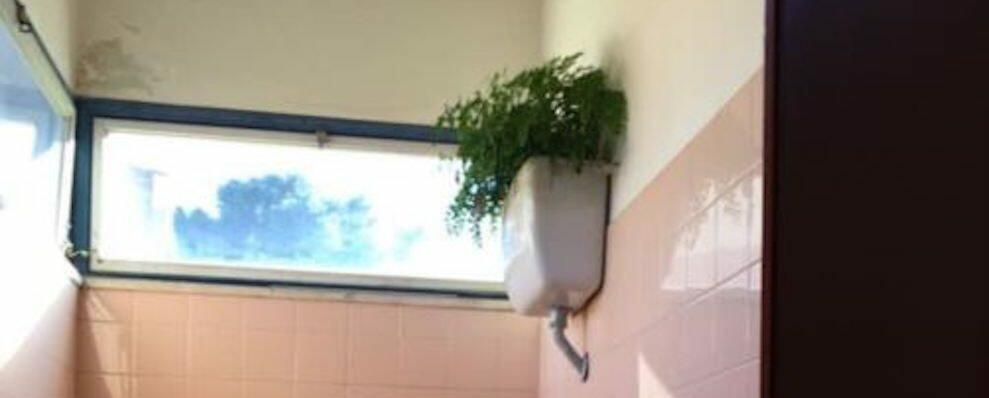 A Locri l’erba del WC è sempre più verde. Una felce cresce nel bagno dell’ospedale