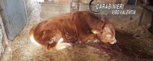 Tentano furto in azienda agricola ma qualcosa va storto, a farne le spese due capi di bestiame item-thumbnail