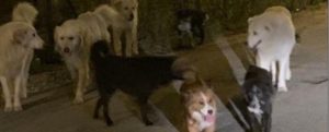 Avvelenati sei cani in Calabria, la denuncia degli animalisti item-thumbnail