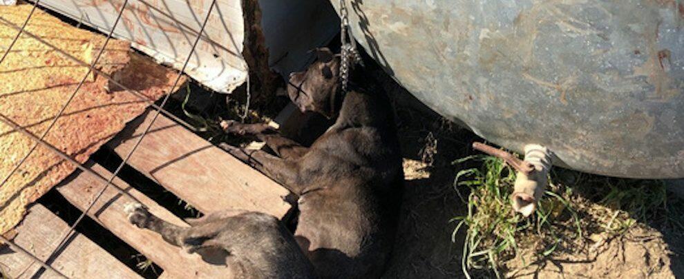 Cane morto soffocato da una catena, denunciato un operaio